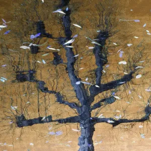 Künstlerische Fotografie eines Baumes im Wasser reflektiert