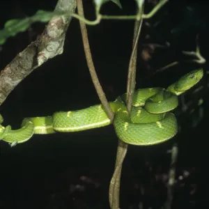 Asian Pit Viper (Trimeresurus sp) coiled in tree, Monteverde Cloud Forest Reserve