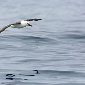 Atlantic Yellow-nosed Albatross (Thalassarche chlororhynchos) flying, Victoria, Australia