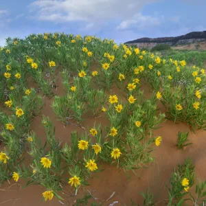 Balsamroot Sunflower (Balsamorhiza sagittata) flowering on beach, Coral Pink Sand Dunes State Park Balsamroot Sunflower (Balsamorhiza sagittata) flowering on beach, Coral Pink Sand Dunes State Park