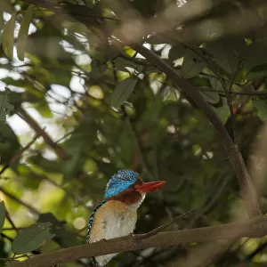Banded Kingfisher (Lacedo pulchella), Khao Yai National Park, Thailand
