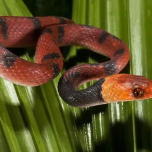 Banded Tree Snake Print, Yasuni National Park Amazon Rainforest Ecuador