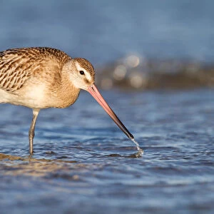 Bar-Tailed Godwit (Limosa lapponica) foraging along the shoreline, The Netherlands