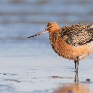 Bar-tailed Godwit (Limosa lapponica) adult male ruffling its feathers along the shoreline