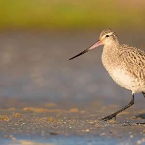 Bar-tailed Godwit (Limosa lapponica) foraging, Queensland, Australia