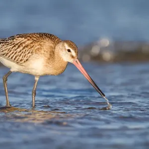 Bar-Tailed Godwit (Limosa lapponica) foraging along the shoreline, The Netherlands