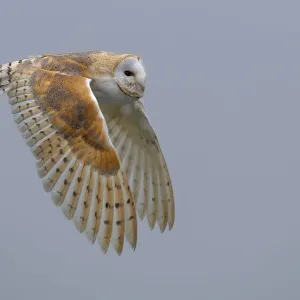 Weißwedler (Tyto albus), Erwachsener im Flug, Heerde, Gelderland Niederlande Weißwedler (Tyto albus), Erwachsener im Flug, Heerde, Gelderland Niederlande