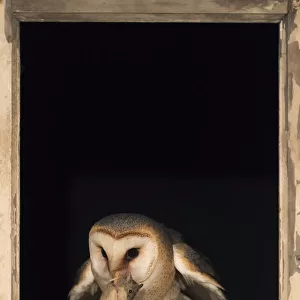 Barn Owl (Tyto alba) in a barn with a caught mouse in its beak, The Neterlands