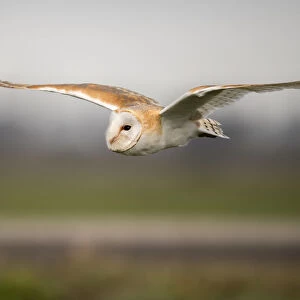Barn Owl (Tyto Alba) in flight at daytime above the feelds, Kamperveen, Gelderland