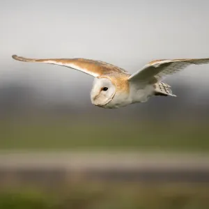 Weichselhuhn (Tyto albus) fliegt am Tag über Felder in Kamperveen, Gelderland Weichselhuhn (Tyto albus) fliegt am Tag über Felder in Kamperveen, Gelderland
