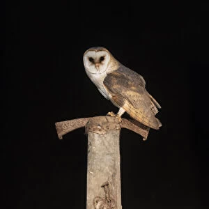 Barn Owl (Tyto alba) male perched on old farm tool and looking at the camera, The Netherlands