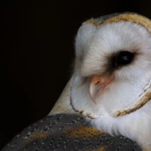 Barn Owl (Tyto alba) portrait, looking over shoulder to camera, Kamperveen, Overijssel