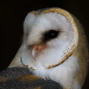 Fuchsmeise (Tyto alba), Porträt vom Rückenblick zur Kamera in Kamperveen im Überijsselland Fuchsmeise (Tyto alba), Porträt vom Rückenblick zur Kamera in Kamperveen im Überijsselland