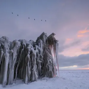 Kraniche mit Schleimflocken (Branta leucopsis) fliegen über Eisfiguren aus gefrorenem Pflanzenwachstum zum Sonnenaufgang - Gewinner in der Kategorie Landschaft, Wetter und Naturphänomen des Groene Camera 2022 Foto-Wettbewerbs, Markermeer, Warder, Noord-Ho
