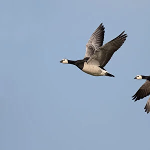 Barnacle Goose (Branta leucopsis) couple in flight against the sky, Lauwersmeer, Ezumakeeg