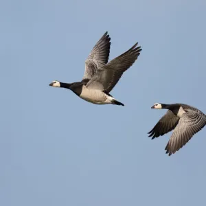 Prints of : Waterfowl