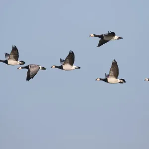 Rothänselgansgruppe im Gegenflug über dem Polder Arkemheen in den Niederlanden Rothänselgansgruppe im Gegenflug über dem Polder Arkemheen in den Niederlanden