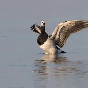 Bartgeiergans (Branta leucopsis) streckt ihre Flügel, Oostvaarsersplassen. Bartgeiergans (Branta leucopsis) streckt ihre Flügel, Oostvaarsersplassen.