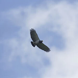 Barred Hawk (Morphnarchus princeps) flying, Napo, Ecuador