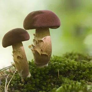 Setas de Bay Bolete (Boletus badius), Texel, Noord-Holland, Países Bajos.