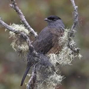 Bay-vented Cotinga (Doliornis sclateri), Bosque Unchog Reserve, Peru