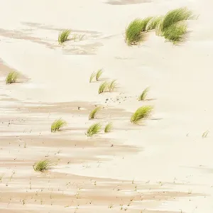 Beachgrass growing in the dunes, Kennemerduinen, Noord-Holland, The Netherlands
