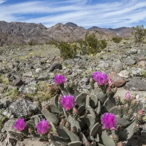 Beavertail Cactus (Opuntia basilaris) flowering, Death Valley National Park, California Beavertail Cactus (Opuntia basilaris) flowering, Death Valley National Park, California