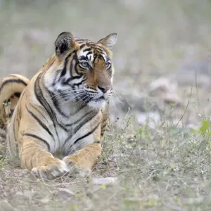 Bengal Tiger Print, Ranthambhore National Park Bengal Tiger Print, Ranthambhore National Park