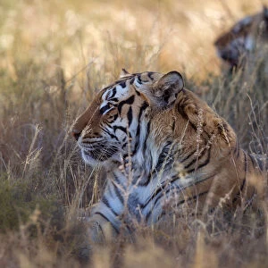 Bengal Tiger (Panthera tigris) adult portrait, captive, Philippolis, South Africa