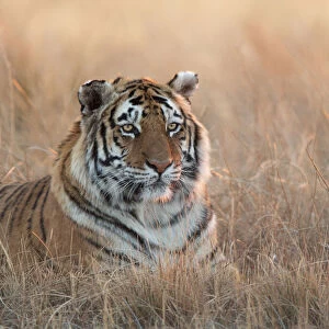 Bengal Tiger (Panthera tigris) adult portrait in morning light, captive, Philippolis