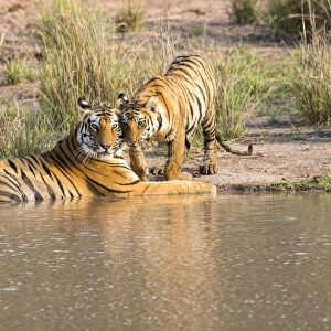 Bengal tiger (Panthera tigris tigris) mother with cub at edge of pool, India