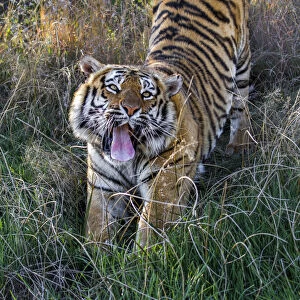 Bengal Tiger (Panthera tigris tigris) stretching and yawning, Tiger Canyons, Free State