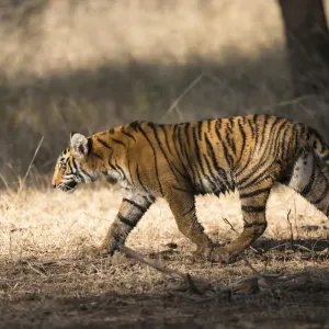 Bengal Tiger Cub in Motion, Print Bengal Tiger Cub in Motion, Print