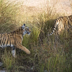 Bengal tiger (Panthera tigris tigris) cubs on the move, India, Rajasthan