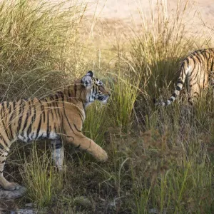 Bengal Tiger Cubs in Motion, Print Bengal Tiger Cubs in Motion, Print