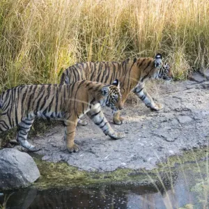 Bengal Tiger Cubs on Rocks, Print Bengal Tiger Cubs on Rocks, Print