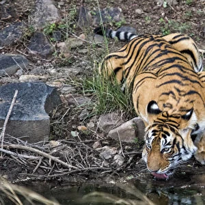 Bengal Tiger (Panthera tigris tigris) drinking, Ranthambore National Park, Rajasthan