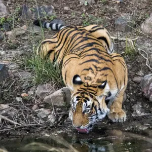 Bengal Tiger Drinking Print Bengal Tiger Drinking Print