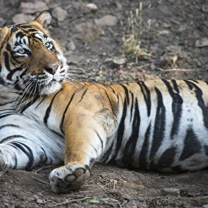 Bengal tiger (Panthera tigris tigris) lying down, India, Rajasthan