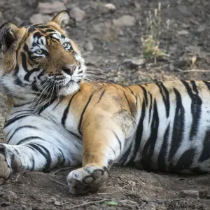 Bengal Tiger Print, Ranthambhore National Park Bengal Tiger Print, Ranthambhore National Park