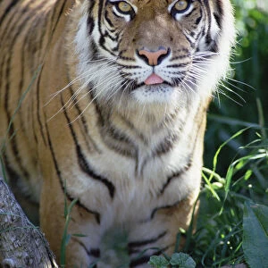 Bengal Tiger (Panthera tigris tigris) portrait, at Woodland Park Zoo, Seattle, Washington