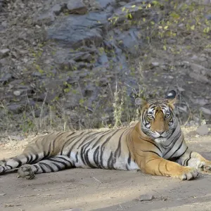 Bengal Tiger Print, Ranthambore National Park, India Bengal Tiger Print, Ranthambore National Park, India