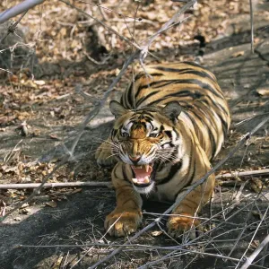Bengal Tiger Print, Kanha Tiger Reserve Bengal Tiger Print, Kanha Tiger Reserve