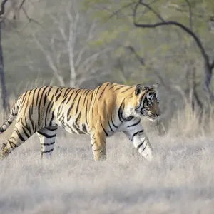 Bengal Tiger Walking Print, Side View Bengal Tiger Walking Print, Side View