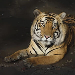 Bengal Tiger (Panthera tigris tigris) in water, India, Madhya Pradesh, Bandhavgarh
