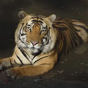 Bengal Tiger in Water Print Bengal Tiger in Water Print