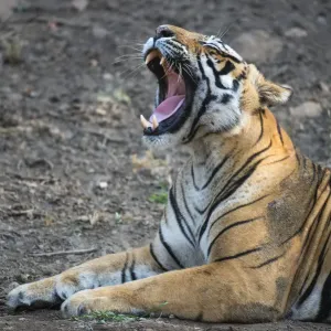 Bengal Tiger Yawning Print, Ranthambhore National Park, India Bengal Tiger Yawning Print, Ranthambhore National Park, India