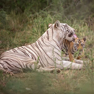 Bengal Tiger (Panthera tigris) white morph mother with cub, captive, Philippolis