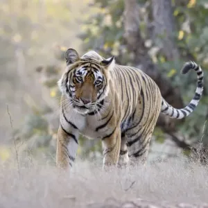 Bengal Tiger Print, Low Angle Shot in Ranthambhore National Park Bengal Tiger Print, Low Angle Shot in Ranthambhore National Park