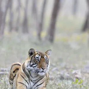 Bengal Tiger Print, lying in grass with trees Bengal Tiger Print, lying in grass with trees